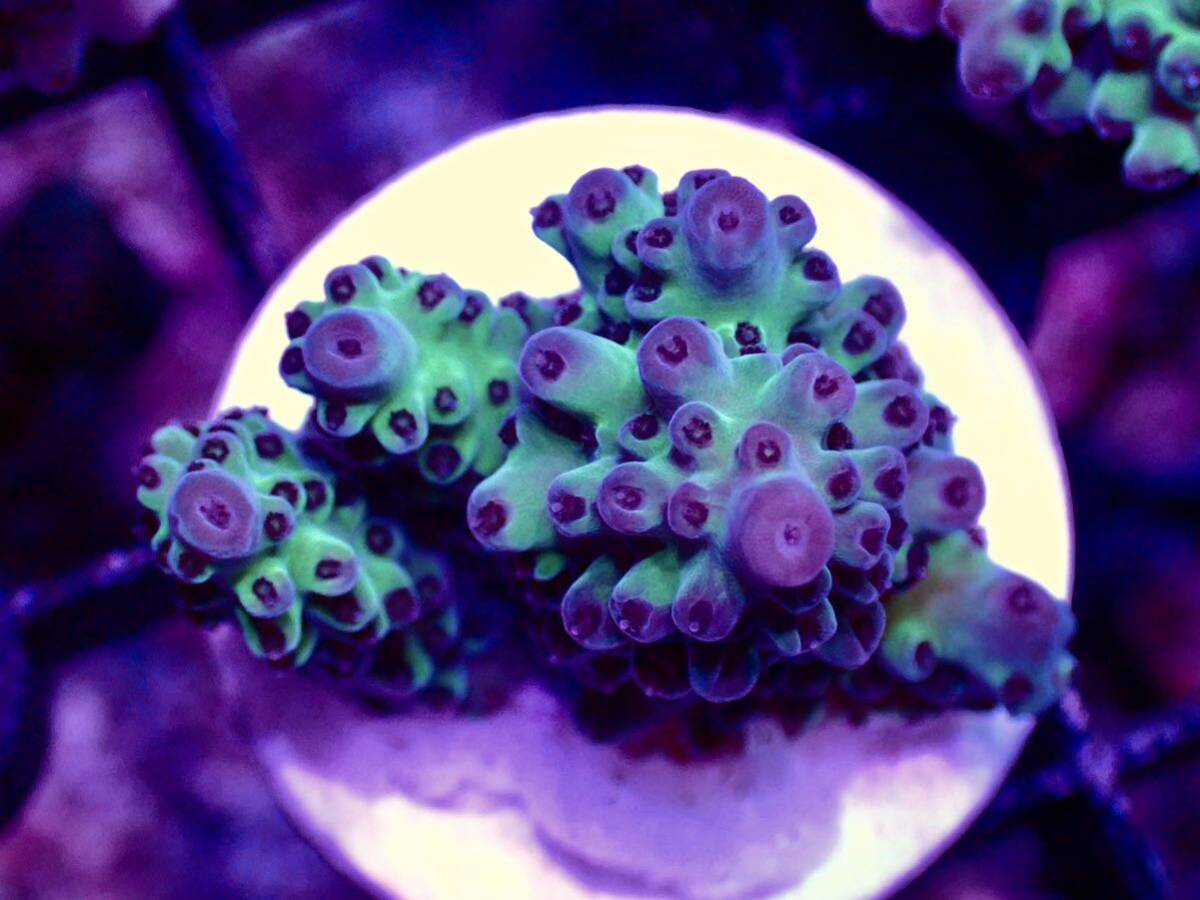 激レア個体【IF ultra grade acropora blueberry Nasuta】オーストラリア産サンゴ_画像2