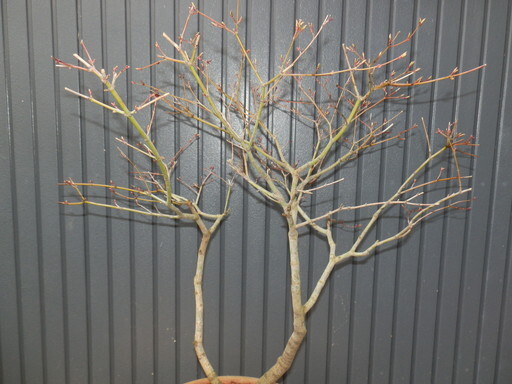  maple bonsai .. height of tree 60cm