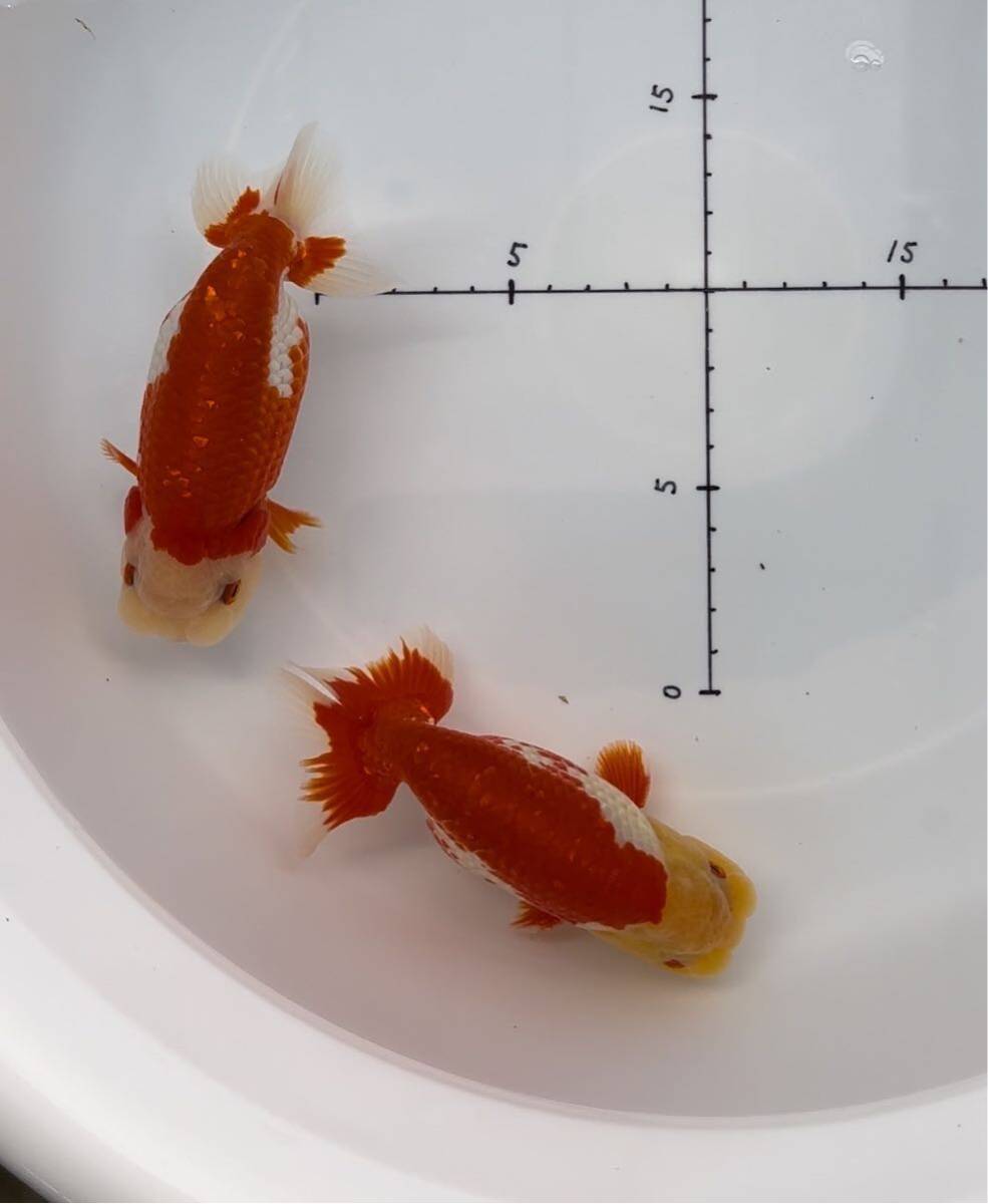 [ circle .] golgfish ⑨ two years old fish . egg pair set actual article or goods exhibition 