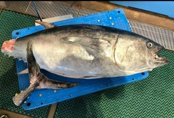  Hakodate производство 1 шт рыбалка голубой тунец тунец средней жирности блок 200.