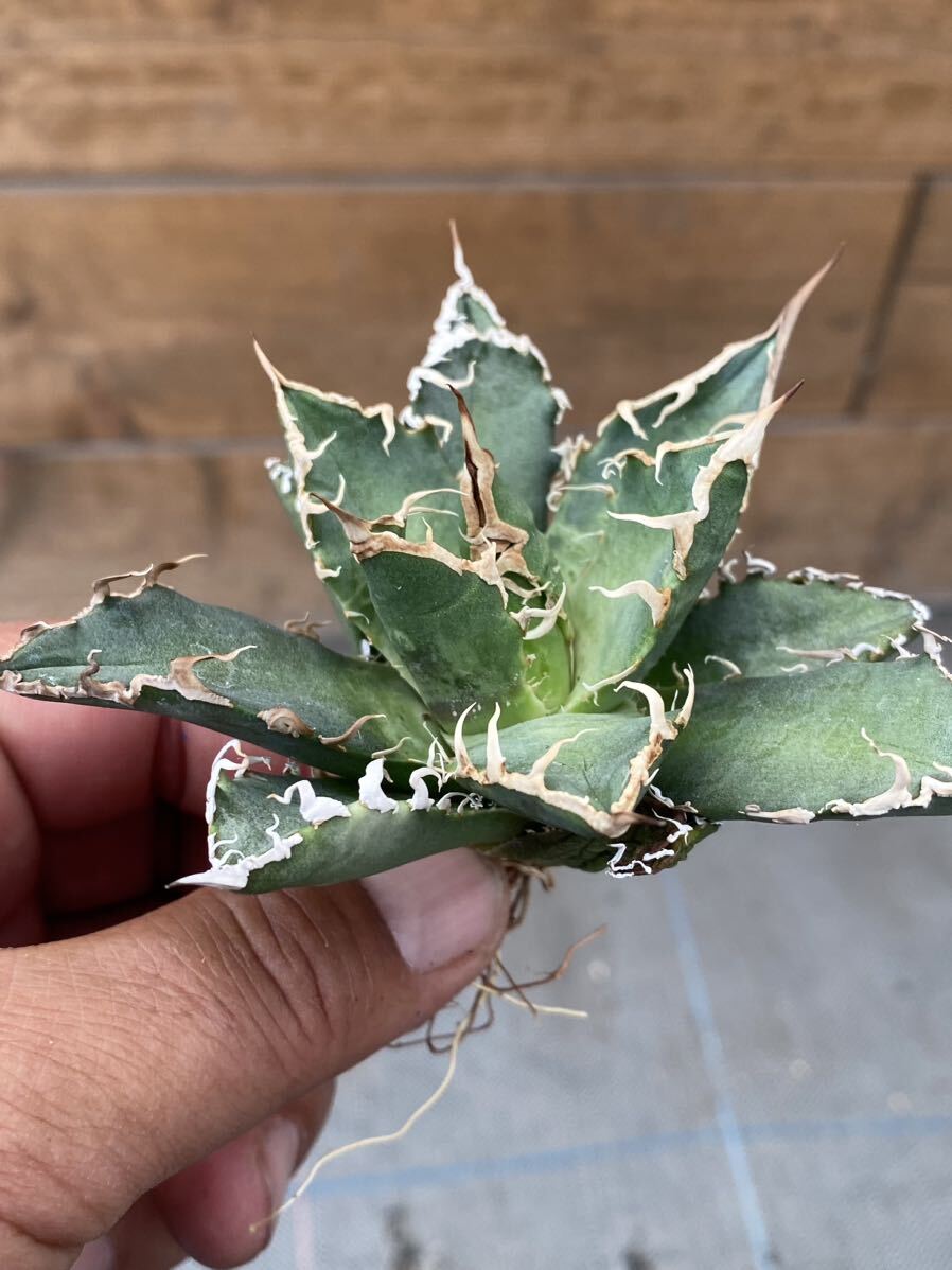 Agave otetoi アリゾナメリクロン　アガベ　オテロイ　チタノタ_画像7