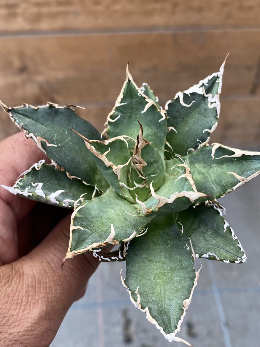 Agave otetoi アリゾナメリクロン　アガベ　オテロイ　チタノタ_画像5