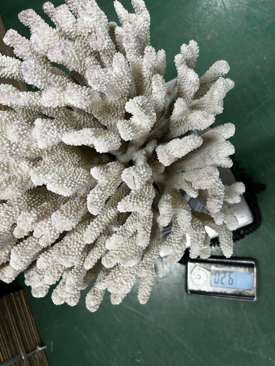 蔵出し　巨大　9000g 珊瑚 水槽 　サンゴ　置物_画像4