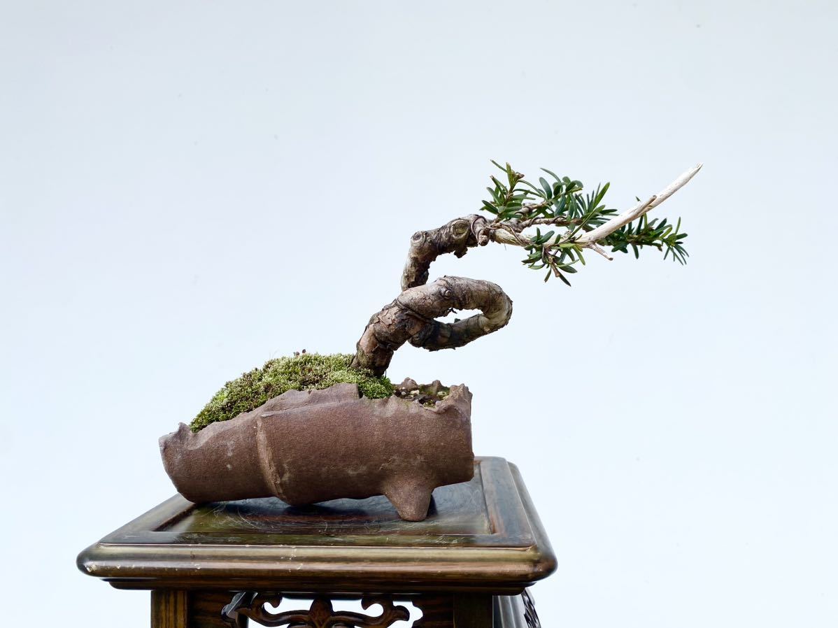  plain wood bonsai . one rank ichii bonsai height of tree 12 centimeter Japanese black pin red pine . leaf pine genuine Kashiwa . tree hobby beginner present . job festival .. calendar festival . decoration decorative plant 