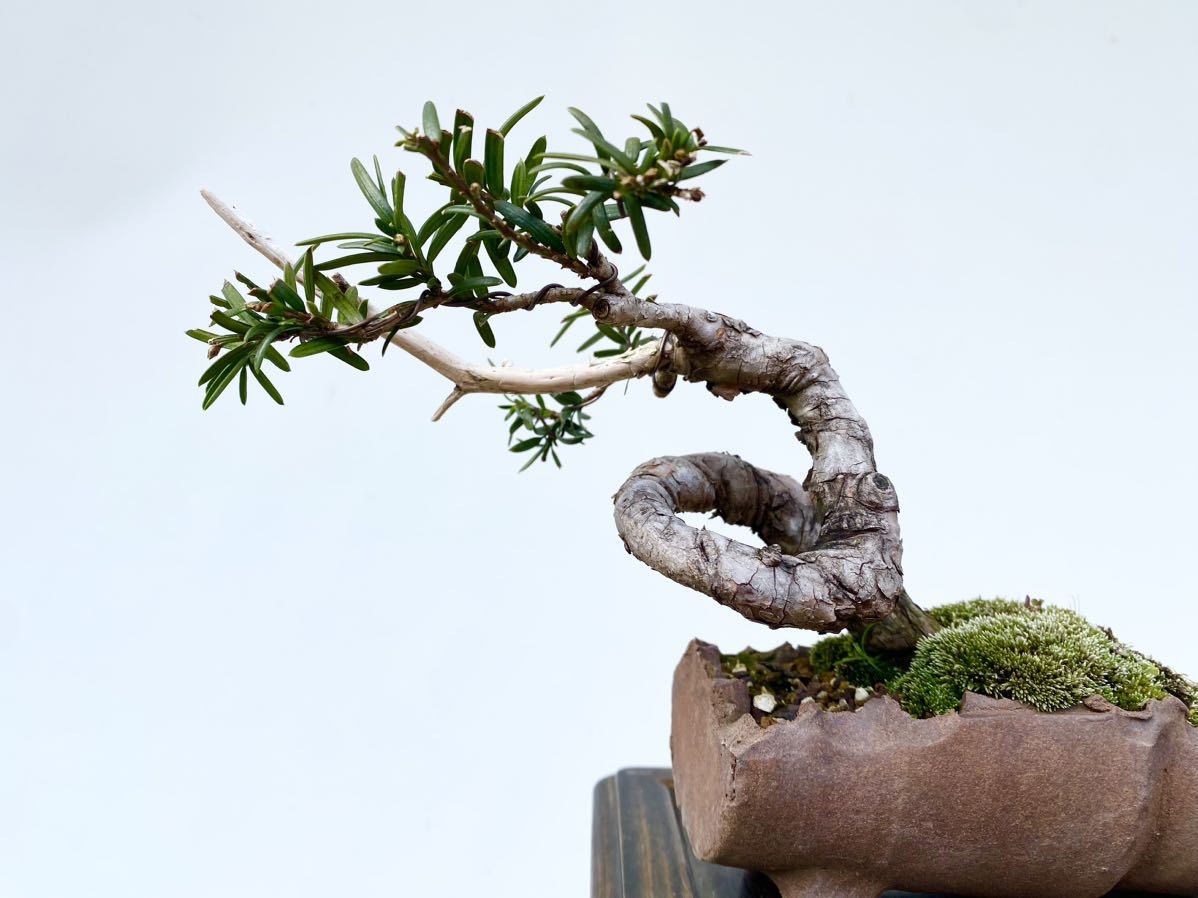  plain wood bonsai . one rank ichii bonsai height of tree 12 centimeter Japanese black pin red pine . leaf pine genuine Kashiwa . tree hobby beginner present . job festival .. calendar festival . decoration decorative plant 