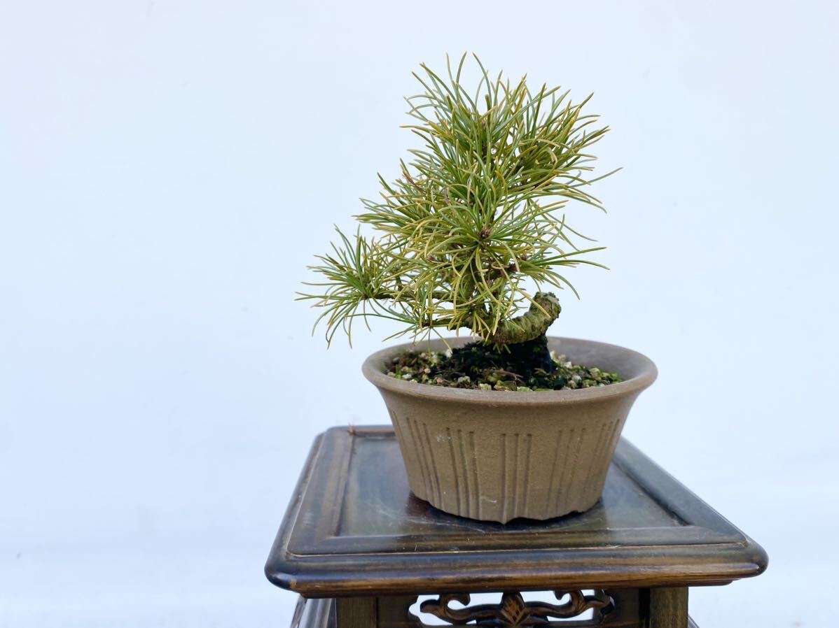  plain wood bonsai .... leaf pine bonsai height of tree 11 centimeter Japanese black pin red pine . leaf pine genuine Kashiwa . tree hobby beginner present . job festival .. calendar festival . decoration decorative plant 