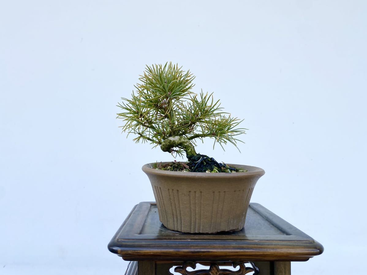  plain wood bonsai .... leaf pine bonsai height of tree 11 centimeter Japanese black pin red pine . leaf pine genuine Kashiwa . tree hobby beginner present . job festival .. calendar festival . decoration decorative plant 