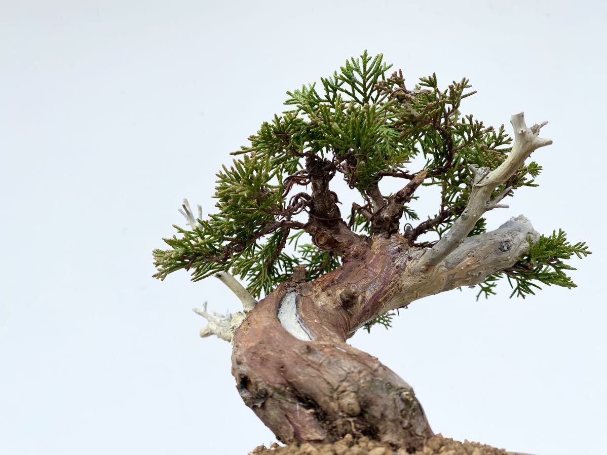  простая древесина бонсай . подлинный Kashiwa shohin bonsai высота дерева 15 см сосна Тунберга красный сосна . лист сосна подлинный Kashiwa . дерево хобби начинающий подарок . работа праздник .. календарь праздник . украшение декоративное растение 