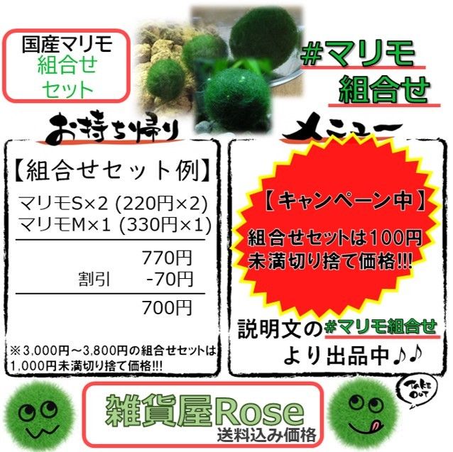 【国産まりも800円分】NOTおみやげ価格　アクアリウム　水草　観葉植物