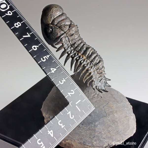 ●●●化石 三葉虫●●●高品質! Crotalocephalus gibbus フライング・フィニッシュ!●の画像2