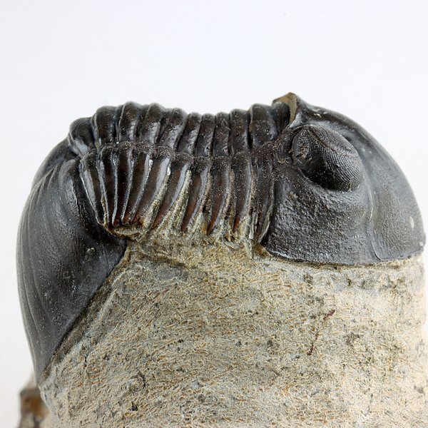 ●●●化石 三葉虫●●●高品質! Paralejurus spatuliformis !!●_画像3