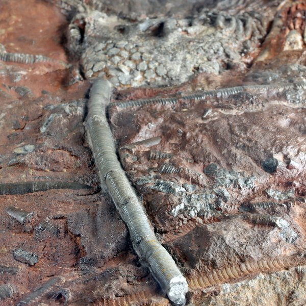 ●●●化石 ウミユリ●●●高品質!! Scyphocrinus elegans 美プレート!!●の画像8