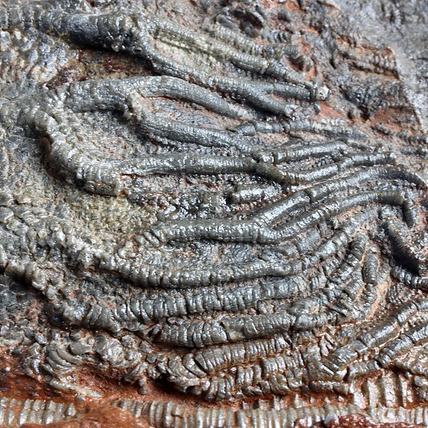 ●●●化石 ウミユリ●●●高品質!! Scyphocrinus elegans 美プレート!!●の画像9