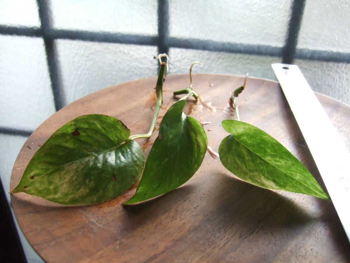  rare rare goods kind pothos happy te-. somewhat larger quantity departure root seedling 3 pcs set dynamic . yellow . entering goods kind postage Y110
