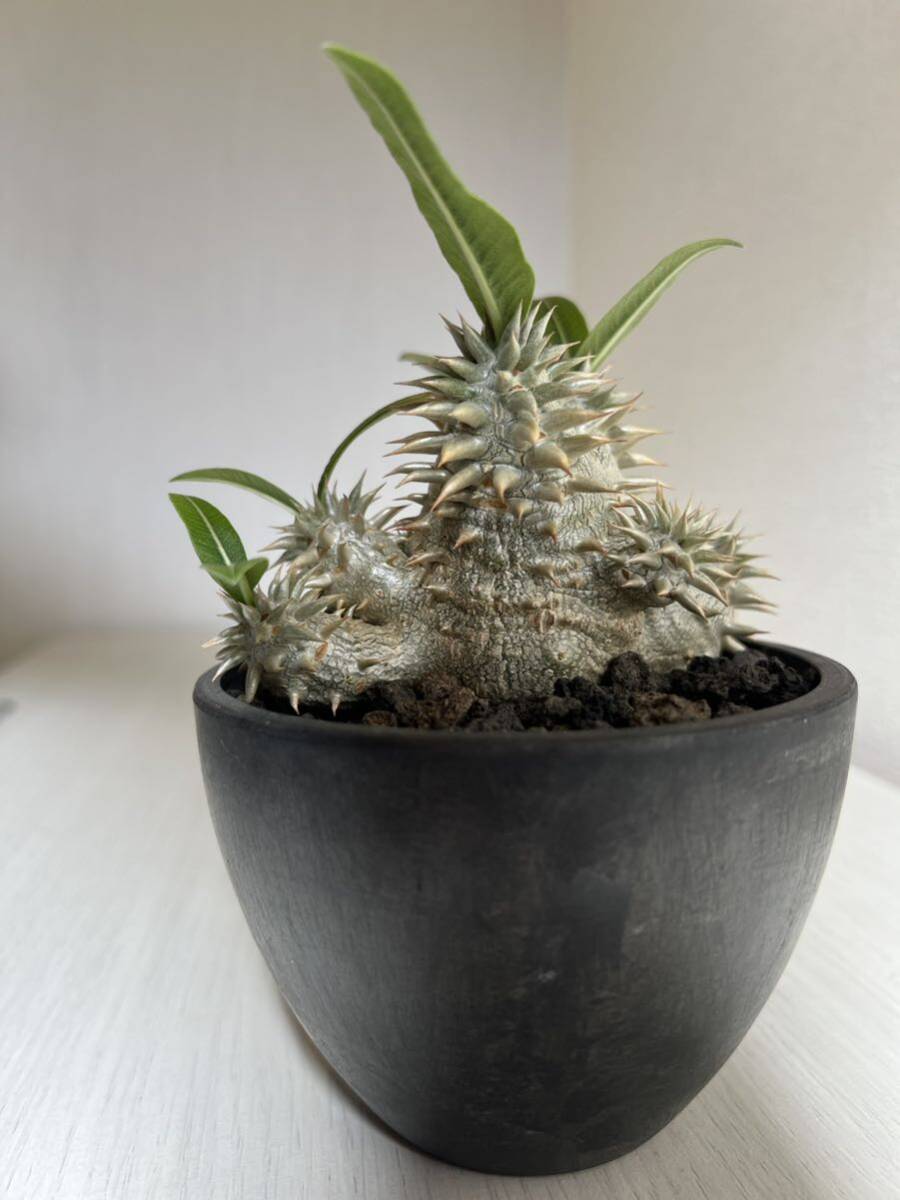 ２株セット！グラキリス 恵比寿大黒　国内実生苗　パキポディウム Pachypodium 塊根植物 ウィンゾリー _画像10