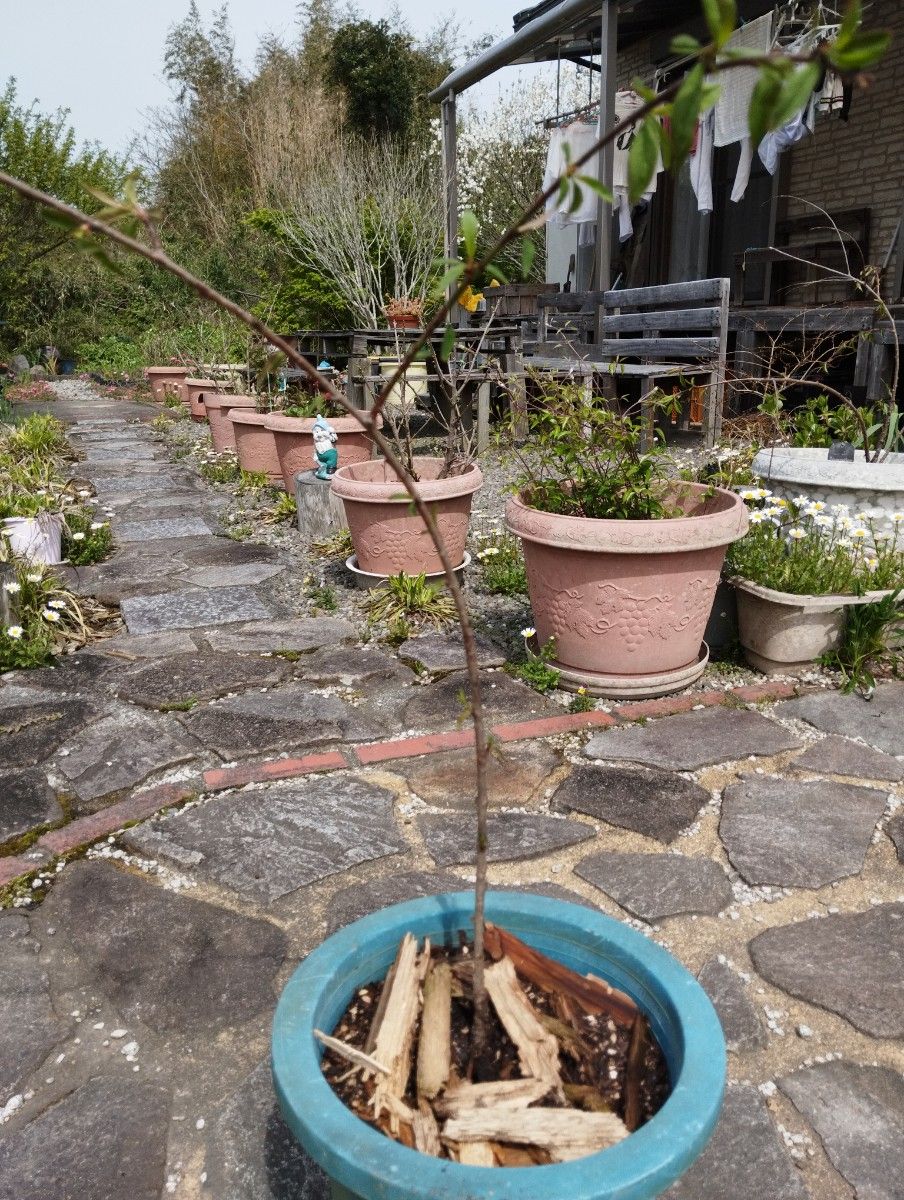 枝垂れ花桃の赤の苗木