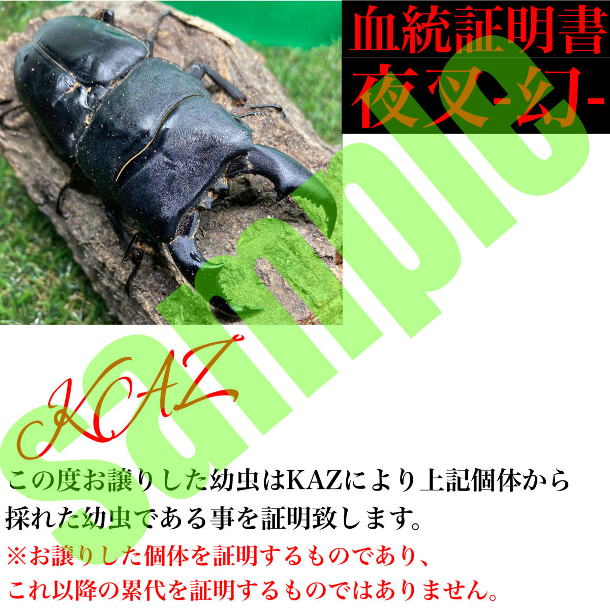 【KAZ】（大型個体）夜叉血統-幻-ライン マリンドッケオオヒラタ 96.2mm（胸幅35.2mm) 同腹トリオ 100.4mm直仔_画像1