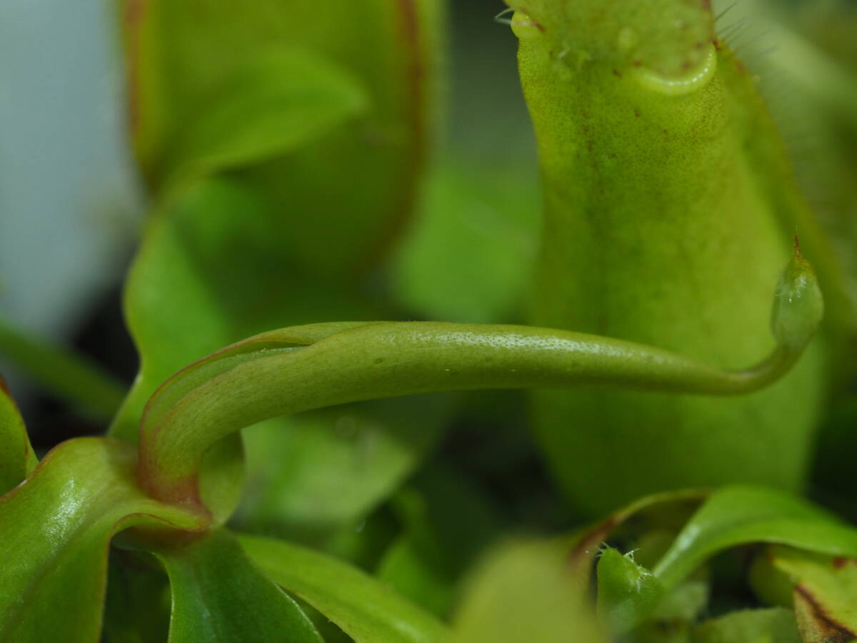 Nepenthes 不明種 組織培養株 1鉢 食虫植物 ウツボカズラ ネペンテス_画像8