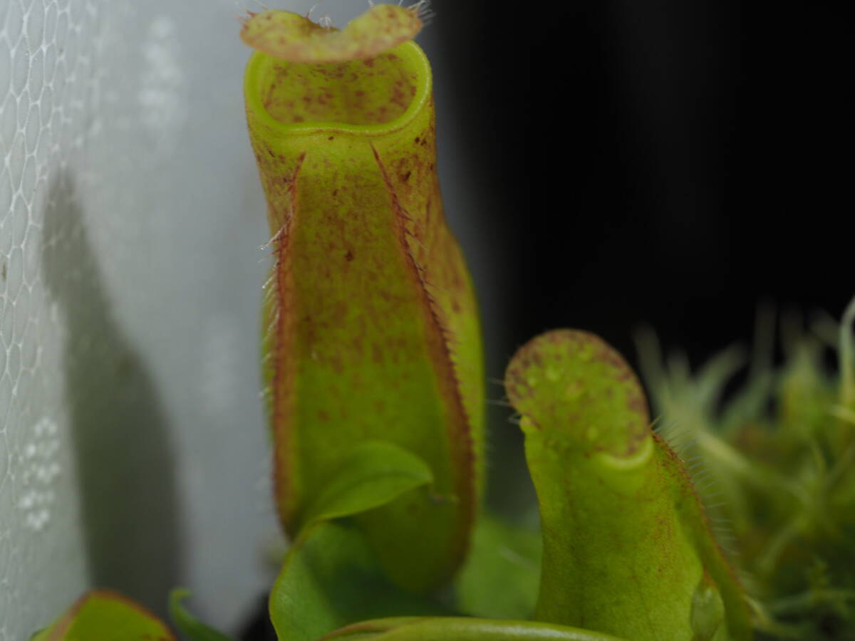 Nepenthes 不明種 組織培養株 1鉢 食虫植物 ウツボカズラ ネペンテス_画像9