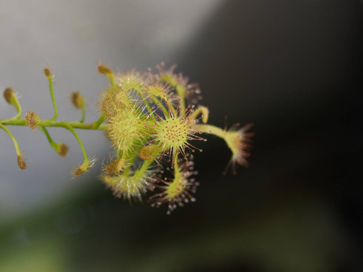 Drosera madagascariensis 無菌播種株 1鉢 食虫植物 モウセンゴケ ドロセラ_画像9