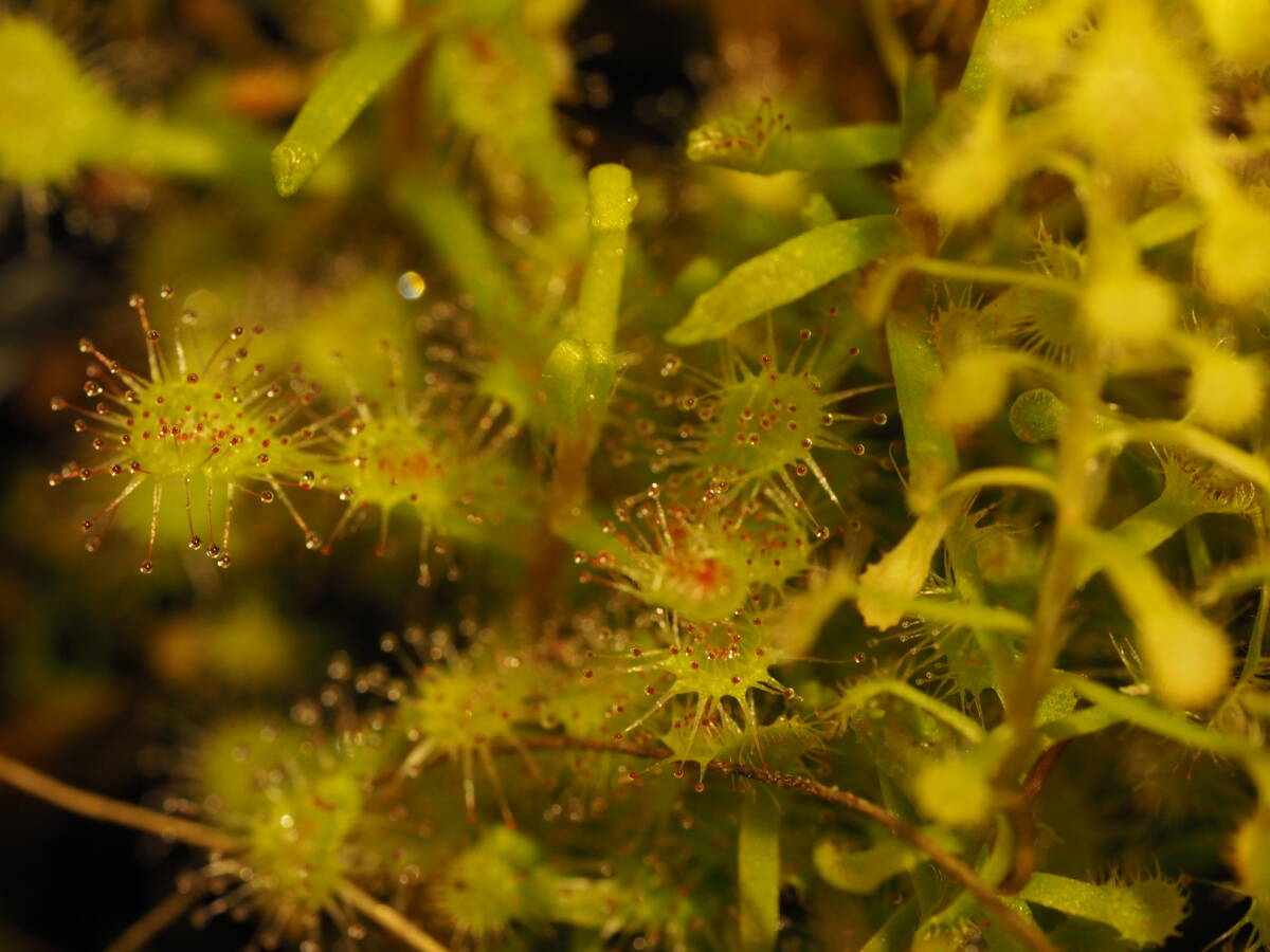 Drosera madagascariensis 無菌播種株 1鉢 食虫植物 モウセンゴケ ドロセラ_画像4