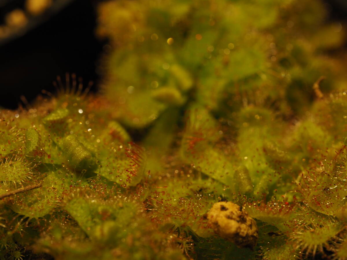 Drosera trinervia 無菌播種株 たくさん！入1鉢 食虫植物 モウセンゴケ ドロセラ_画像8