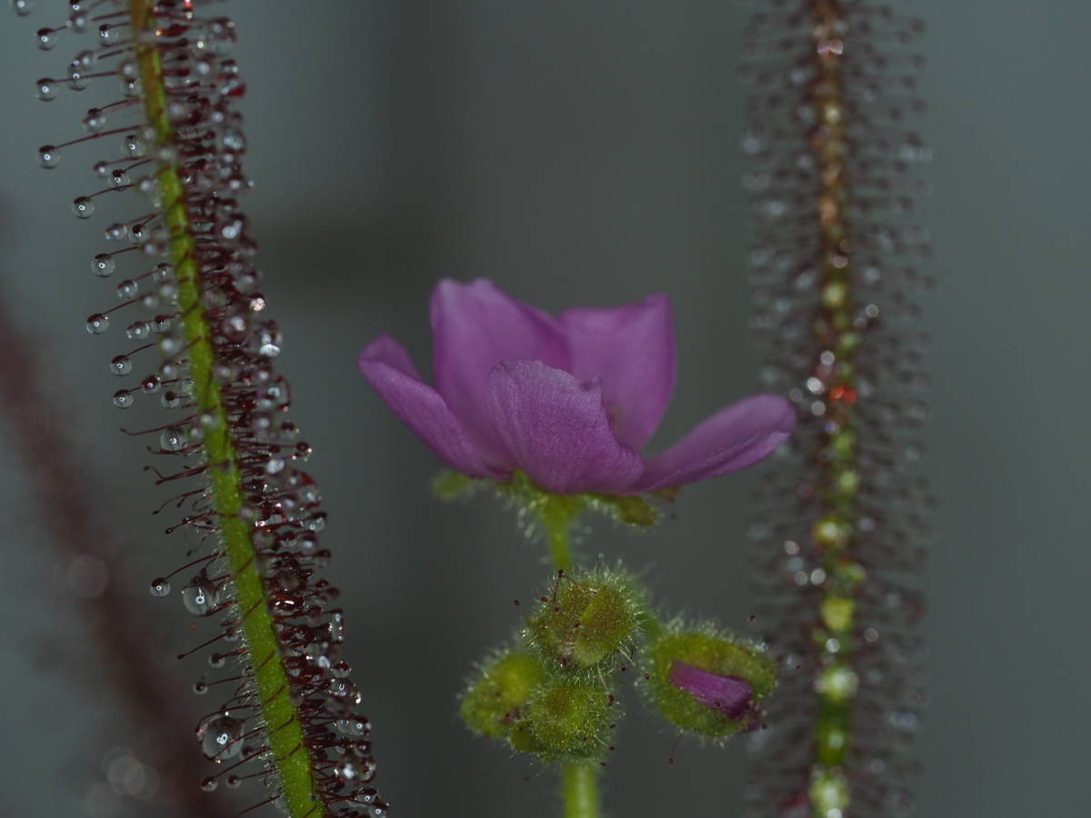 Drosera graminifolia ヤフオク系統の種子 20粒 食虫植物 モウセンゴケ ドロセラ_画像1