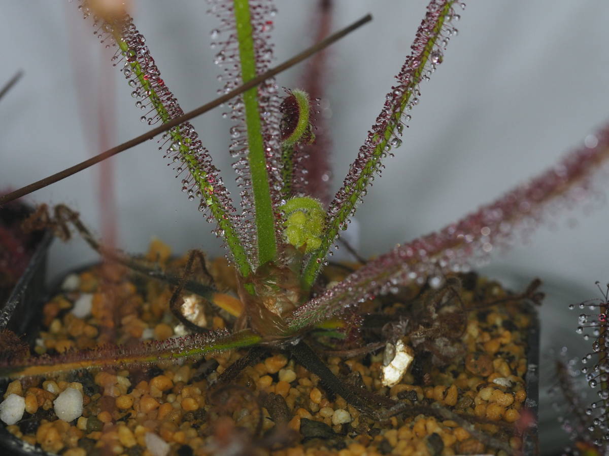 Drosera graminifolia ヤフオク系統の種子 20粒 食虫植物 モウセンゴケ ドロセラ_画像3