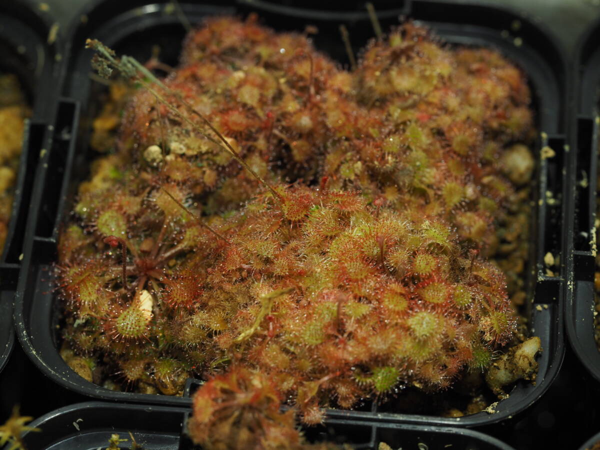 Drosera burkeana ヨハネスブルグ産 無菌播種株 1鉢 食虫植物 モウセンゴケ ドロセラ_画像4