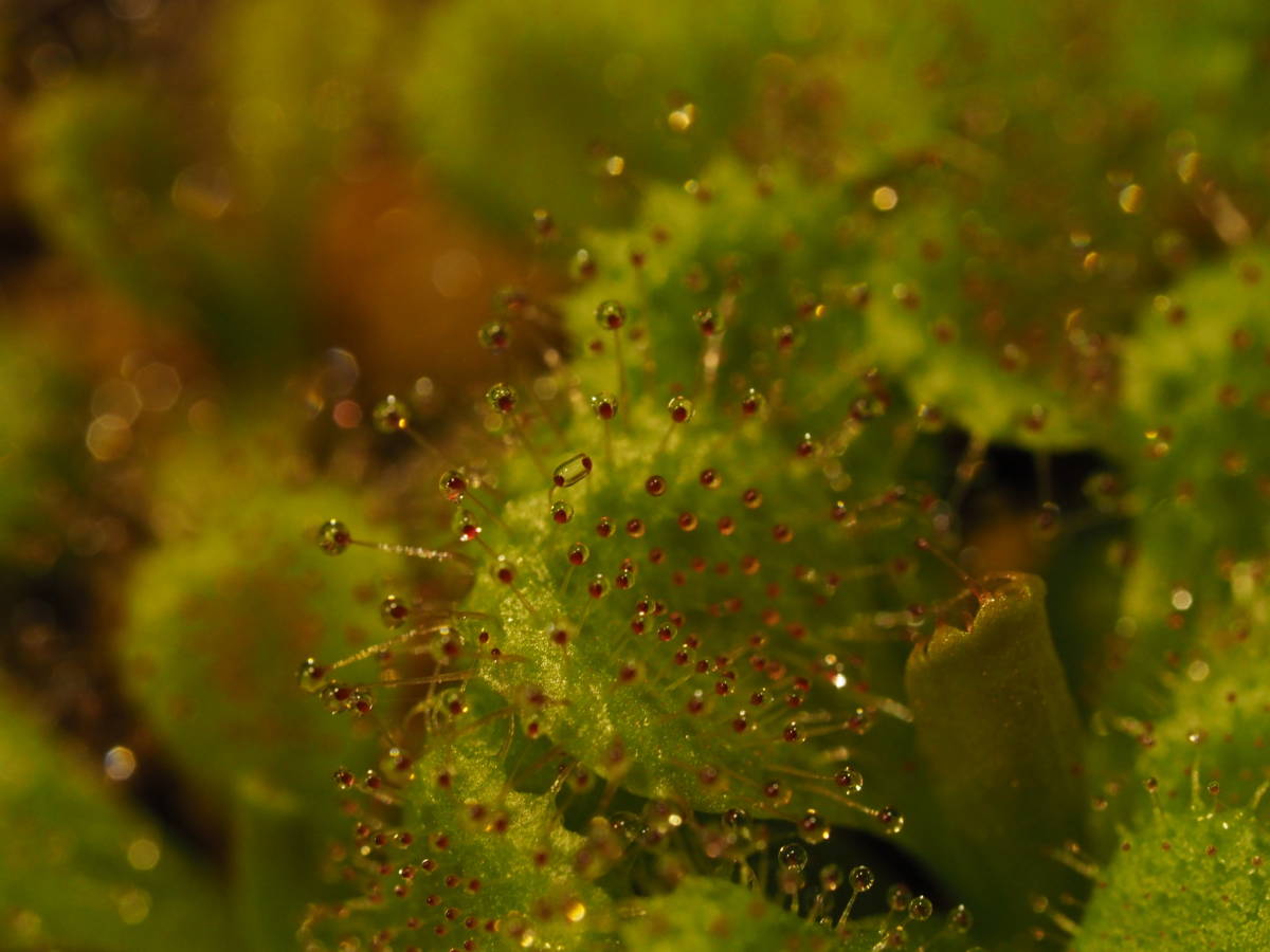 Drosera aberrans BCP [BCP ID# D1779] 組織培養株 一年生株 たくさん！入1鉢 食虫植物 モウセンゴケ ドロセラ_画像6