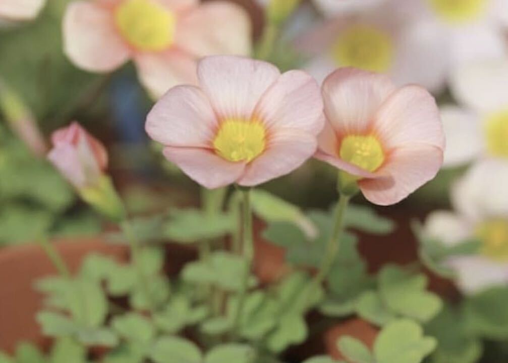  Oxalis obtusa Rust ＋ 混ざりの品種有りの2.5号苗_画像1