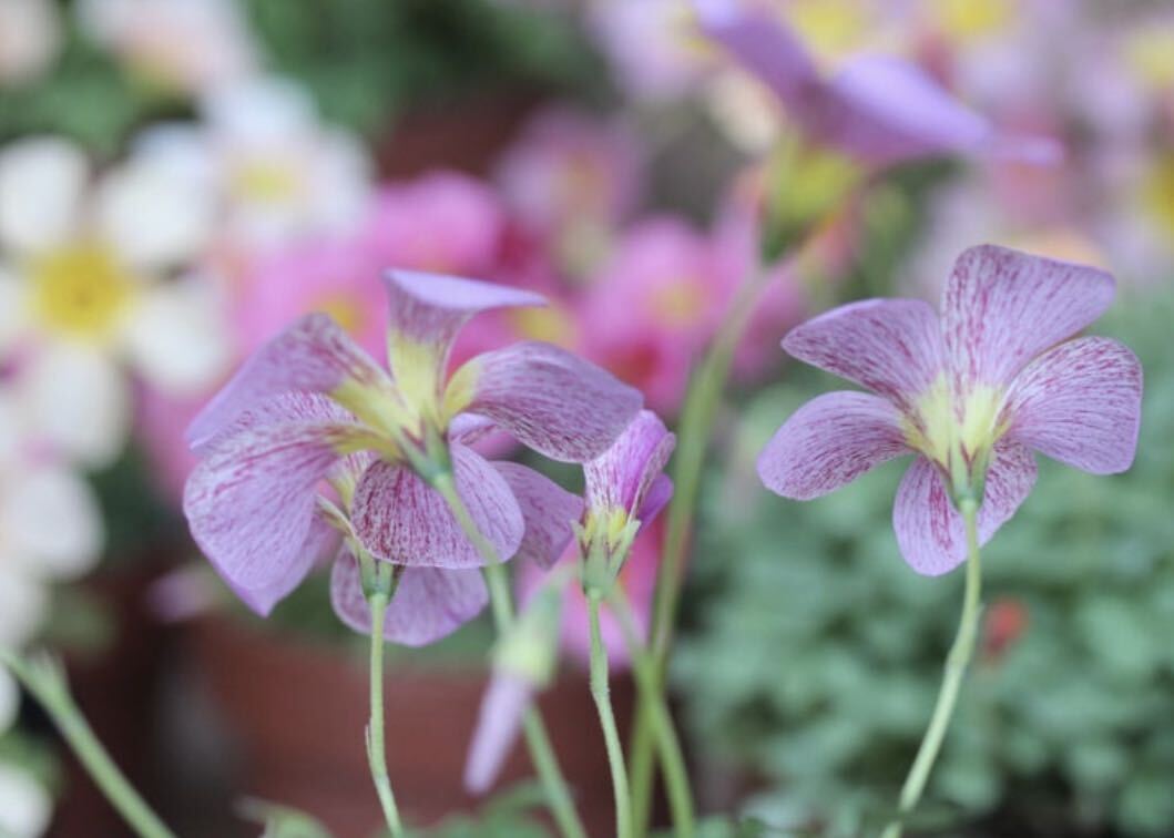  неделя конец . снижение цены средний! Oxalis obtusa lilac рассада цветение средний . имеется 2.5 номер pot рассада 