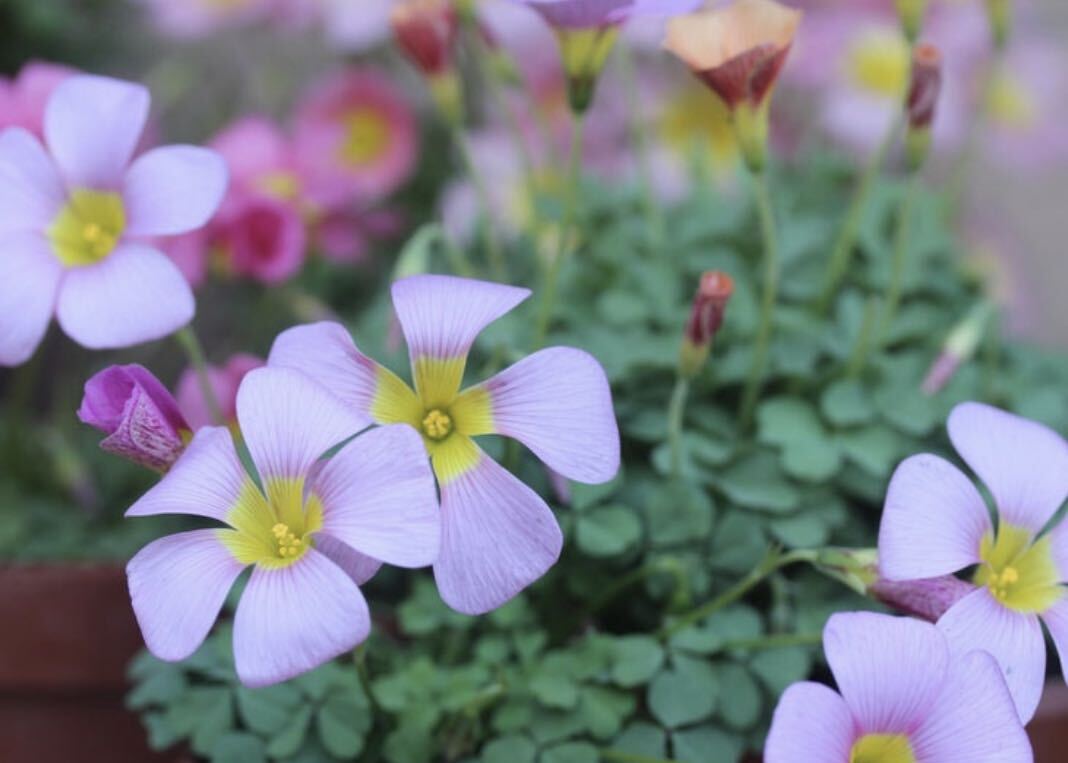  неделя конец . снижение цены средний! Oxalis obtusa lilac рассада цветение средний . имеется 2.5 номер pot рассада 