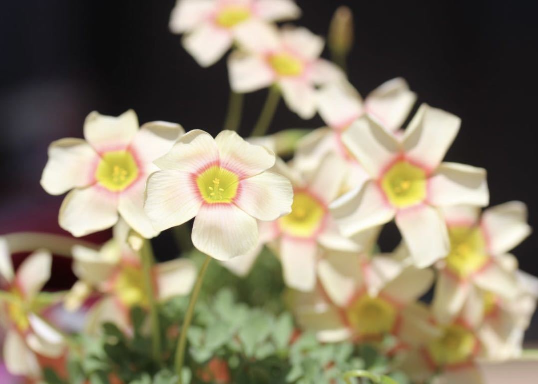  сегодня из луковица. лот Oxalis obtusa Vermilion красный группа кольцо . симпатичный obtusa. (*^^*) блестящий более того цветок . заметный! луковица 5 лампочка 