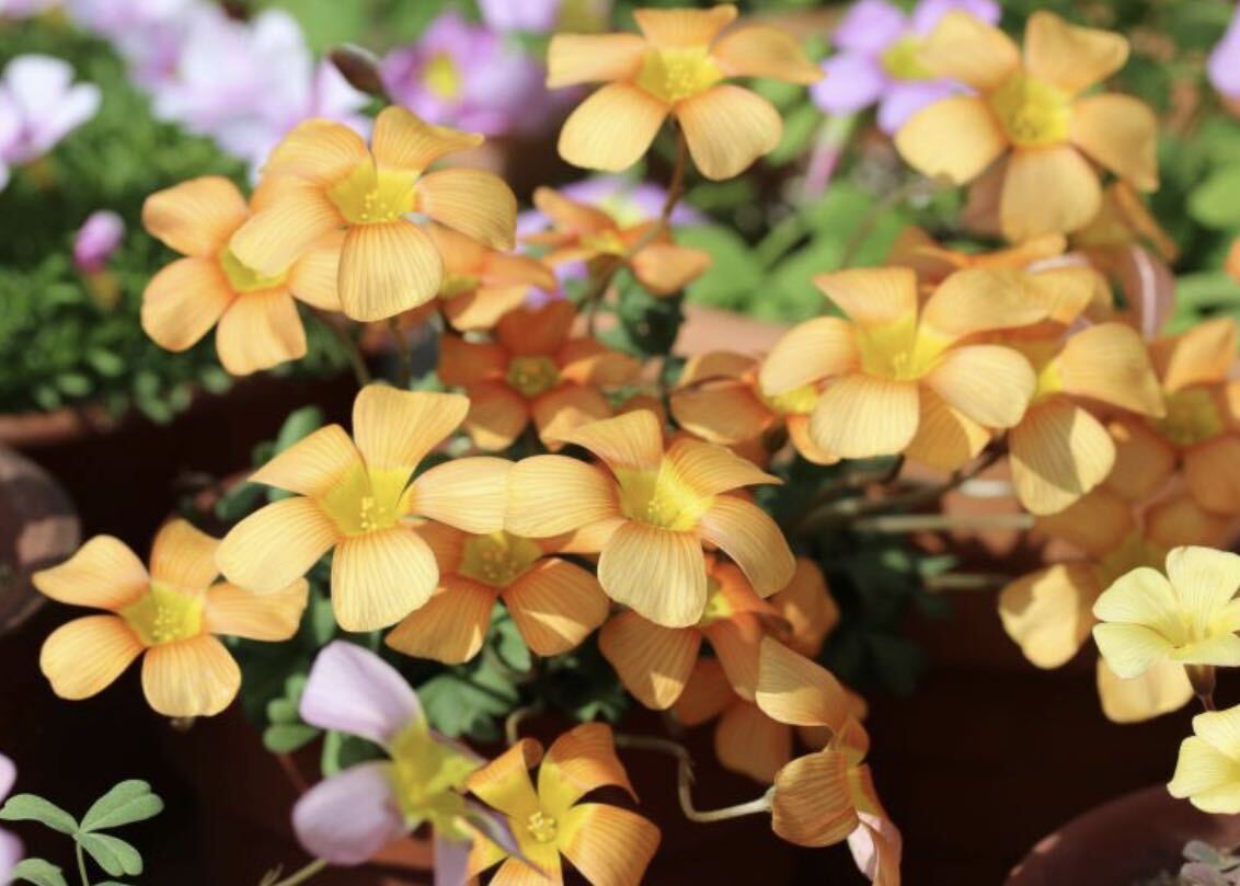  сегодня из луковица. лот Oxalis obtusa hybrid(CB-I) orange цвет . красивый . цветок. луковица 2 лампочка 