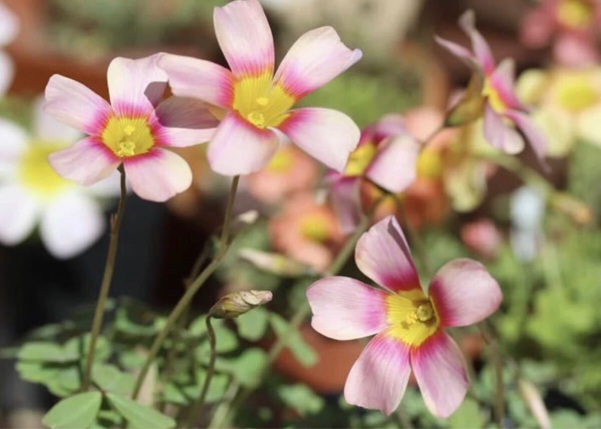  сегодня из луковица. лот Oxalis obtusa Nebula. рука .. роскошный более того цветок. луковица 2 лампочка 