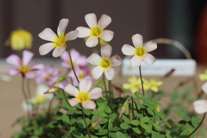 Oxalis obtusa Little Mermaid.. волокно ввод. красивый . цветок. луковица 2 лампочка 