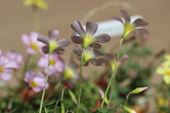 Oxalis obtusa Little Mermaid.. волокно ввод. красивый . цветок. луковица 2 лампочка 