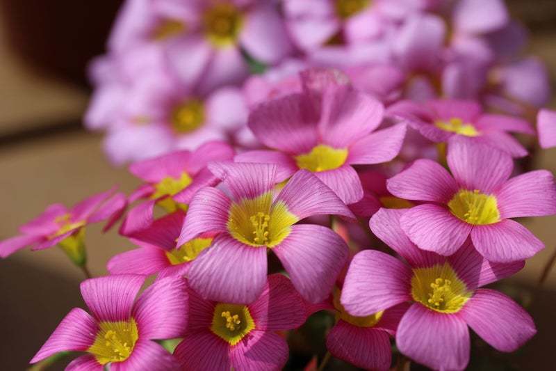  сегодня из луковица. лот Oxalis obtusa Hybrid LR-MIX луковица 5 лампочка много цветок .. роскошный. (*^^*)