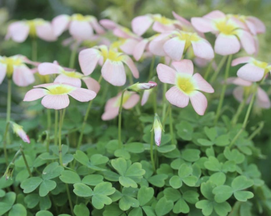 Oxalis obtusa moonrise 目玉焼きカラー♪(#^.^#) 球根3球_画像6