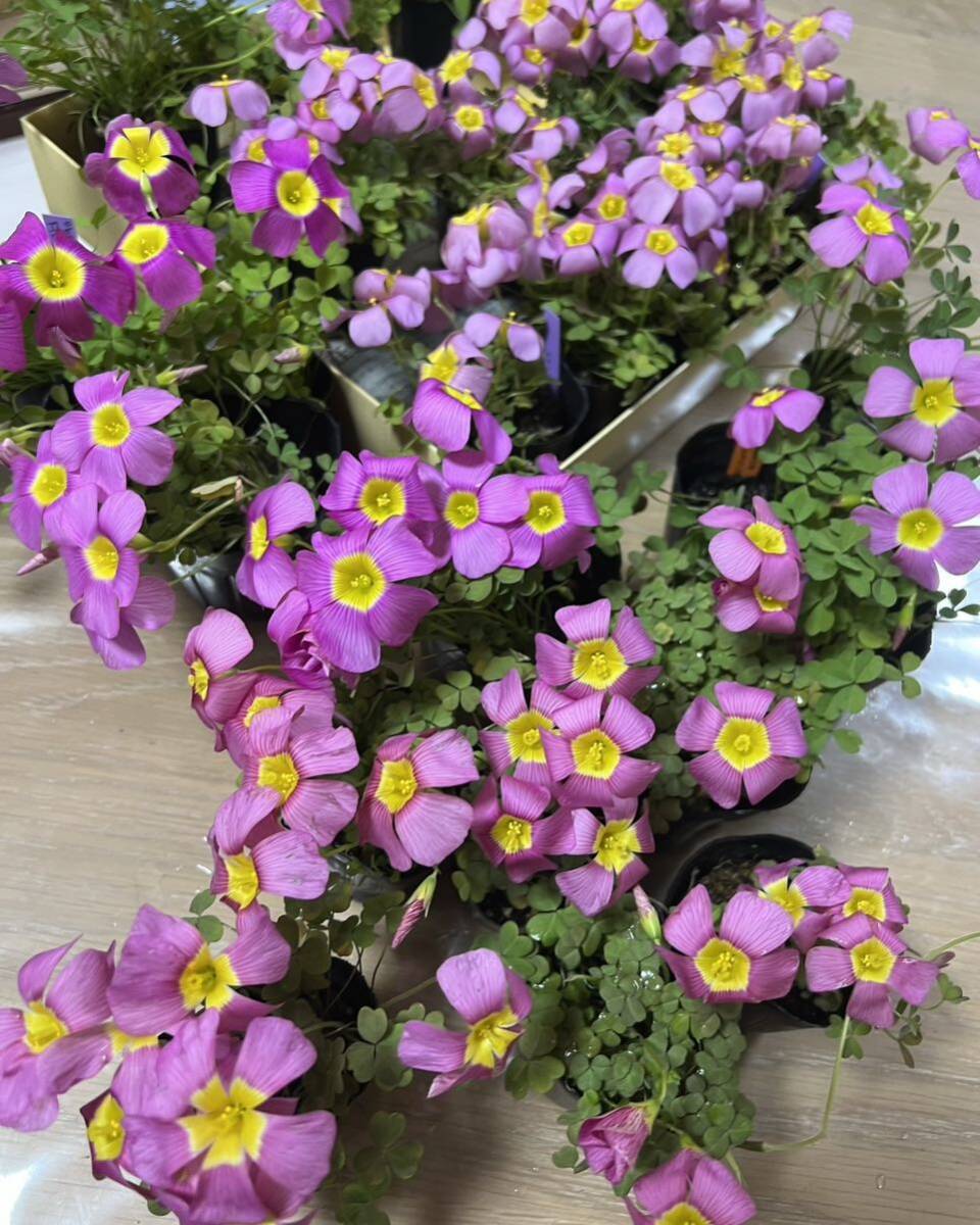  сегодня из луковица. лот Oxalis obtusa Purple Sunrise.... лиловый ..... разница . цвет будет (*^^*) луковица 3 лампочка 