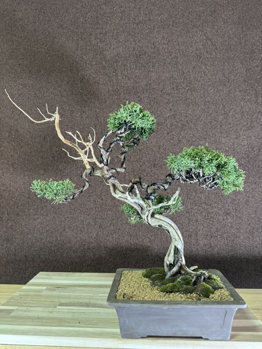  bonsai [ genuine Kashiwa ] mountain ..60 year thread . river genuine Kashiwa Japanese black pin red pine . pine .. pine pine Kashiwa kind 