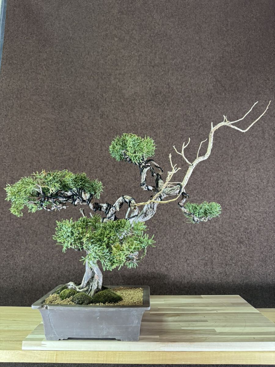  bonsai [ genuine Kashiwa ] mountain ..60 year thread . river genuine Kashiwa Japanese black pin red pine . pine .. pine pine Kashiwa kind 