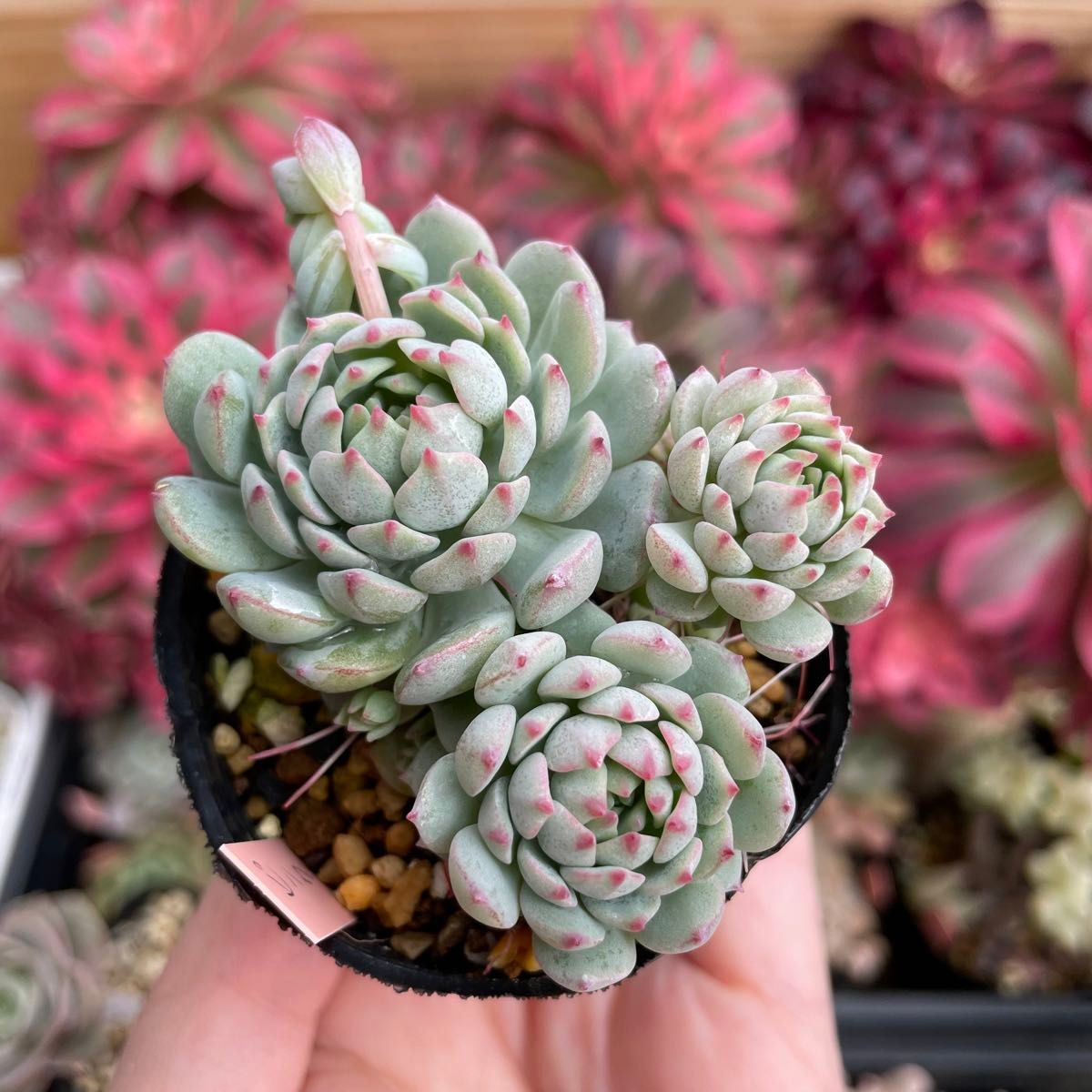 多肉植物 ピンクローサ 抜き苗|Yahoo!フリマ(旧PayPayフリマ) 多肉植物 ピンクローサ 抜き苗|Yahoo!フリマ(旧PayPayフリマ)