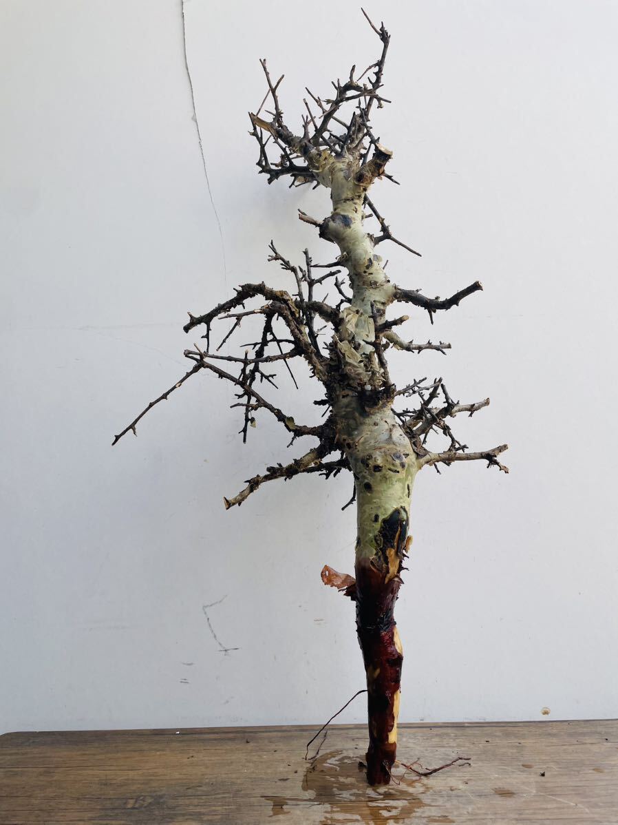 e0031コミフォラ エミニー ベアルート コーデックス 塊根植物 パキプス グラキリス オペルクリカリア アデニア の画像2