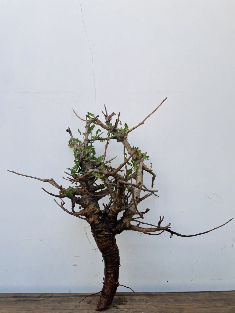 n0042ボスウェリア ネグレクタ ベアルート コーデックス パキポディウム パキプス オペルクリカリア コミフォラ 塊根植物 の画像1