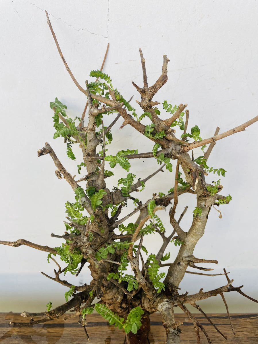 n0042ボスウェリア ネグレクタ ベアルート コーデックス パキポディウム パキプス オペルクリカリア コミフォラ 塊根植物 の画像5