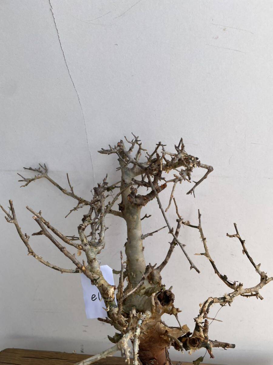 e0016コミフォラ エミニー ベアルート コーデックス 塊根植物 パキプス グラキリス オペルクリカリア アデニアの画像4