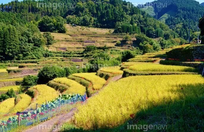 . peace 5 year production new rice Koshihikari * beautiful taste .. shelves rice field heaven day . rice 30 kilo *1 jpy start 