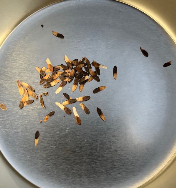 【Seeds 5】Beiselia mexicana/ベイセリアメキシカーナ 種子 5粒_画像2